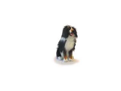 Sitting Bernese Mtn. Dog - 26"  $84.00